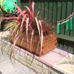 אדניות עץ לגינה - אדנית עץ מלבנית